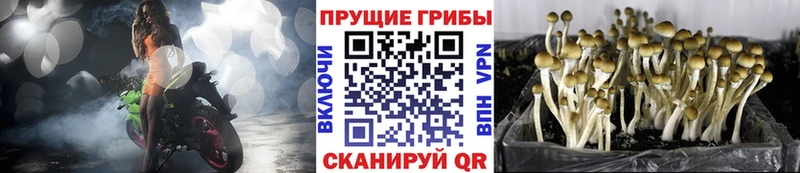 Псилоцибиновые грибы прущие грибы  где можно купить   Инсар 
